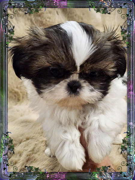 Tiny little male chinese imperial shih tzu puppies for sale teacup
